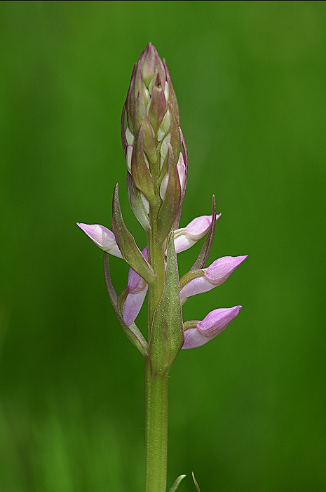 Dactylorhyza elata / Orchide elata
